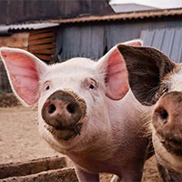 BoerenBed L’Étable des Mauges en Anjou